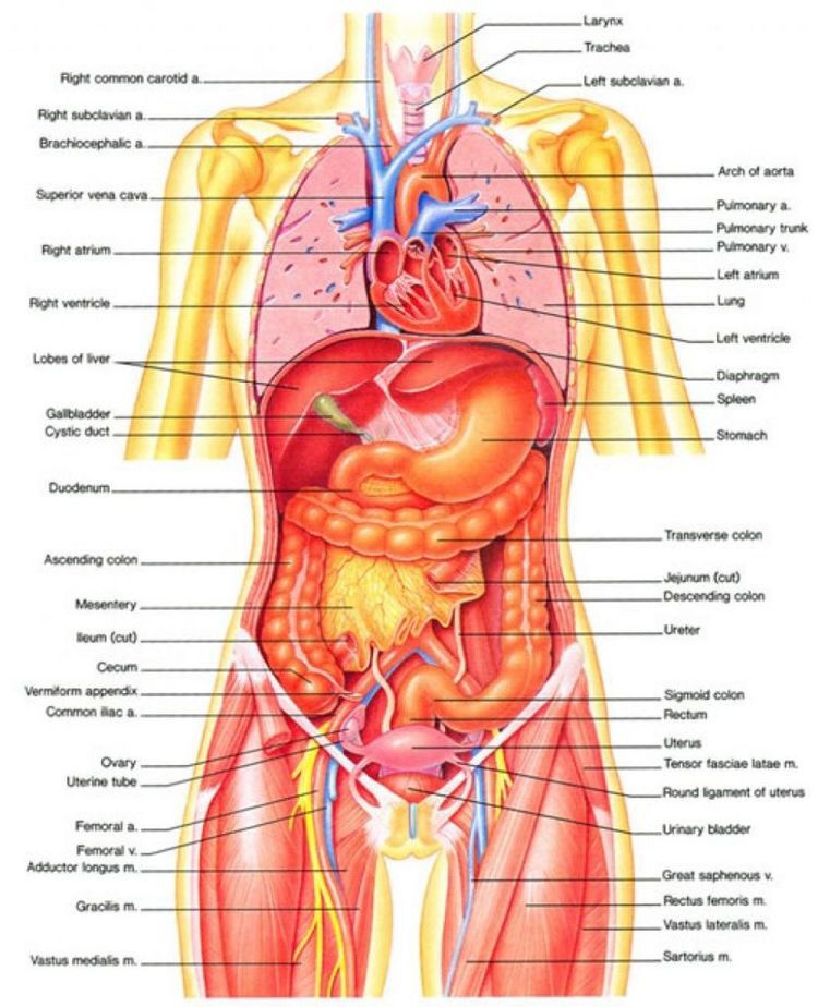 vtct-level-3-certificate-in-anatomy-physiology-and-pathology-for